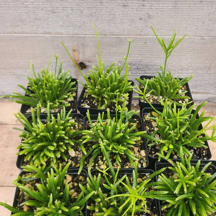 Rhipsalis teres f. prismatica for wholesale by Buzz + Thrive Gardens