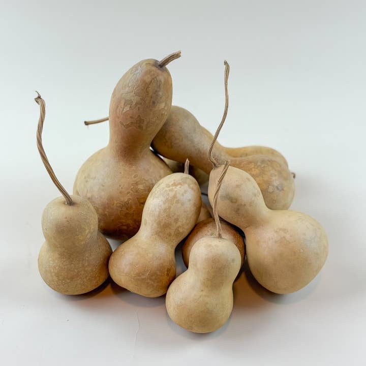 Gourds -Naturally Dried /12 Count Variety Pack and other Purchase Wholesale natural mulch. Free Returns & Net 60 Terms on Faire trending on Faire.