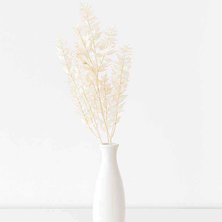 GS Foliage - Wholesale Dried/Pressed Flowers - Preserved Dried Ruscus - Bleached - 3pc Bunch