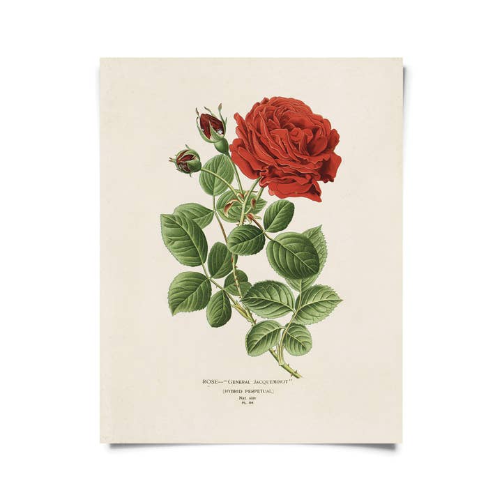 Curious Prints - Wholesale Art Print - Vintage Botanical Red Jack Rose Print w/ optional frame