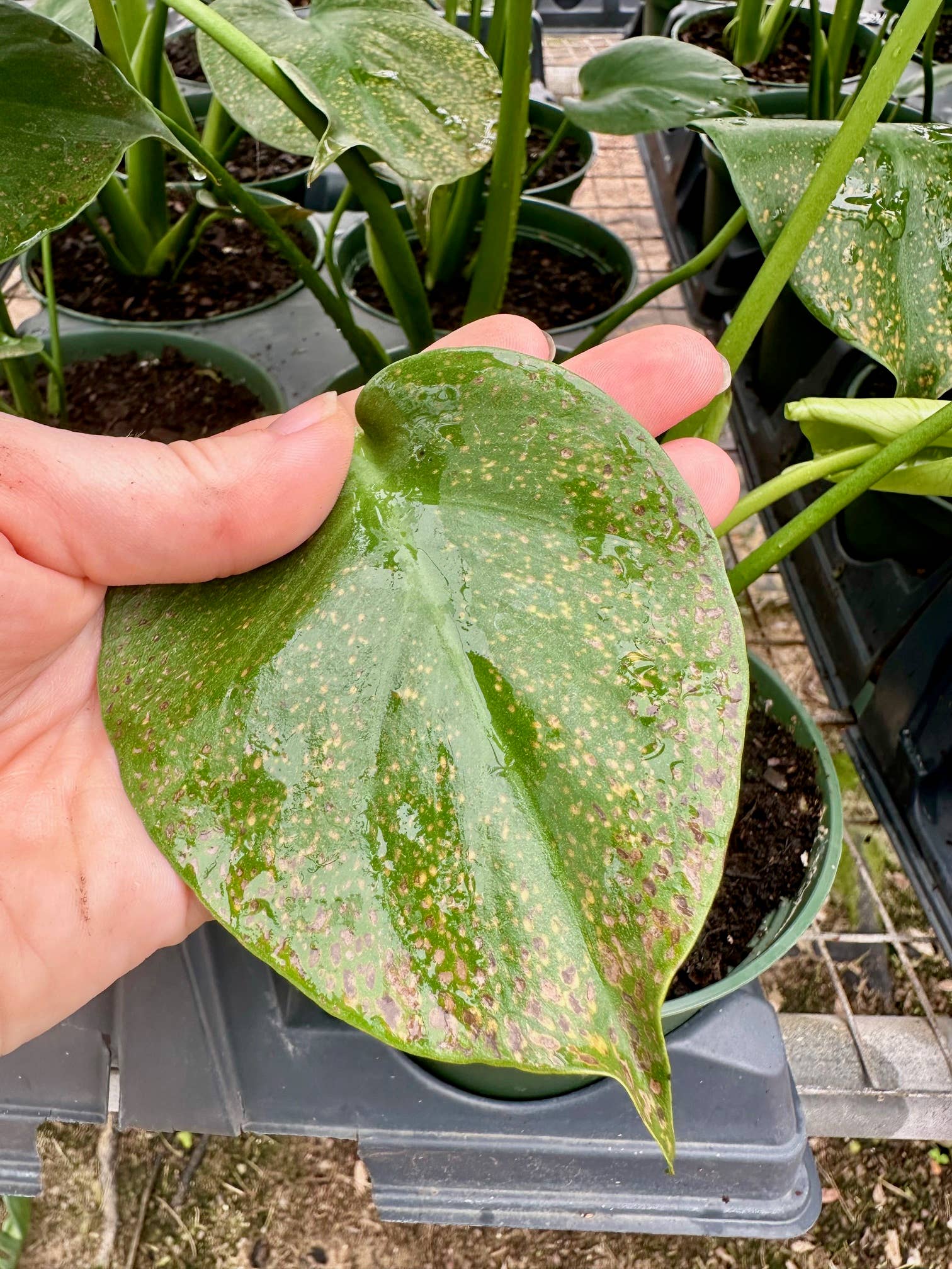 Hidden Valley Ranch & Nursery Inc - Wholesale Live Plant - 6" Monstera Deliciosa **Please see description**3