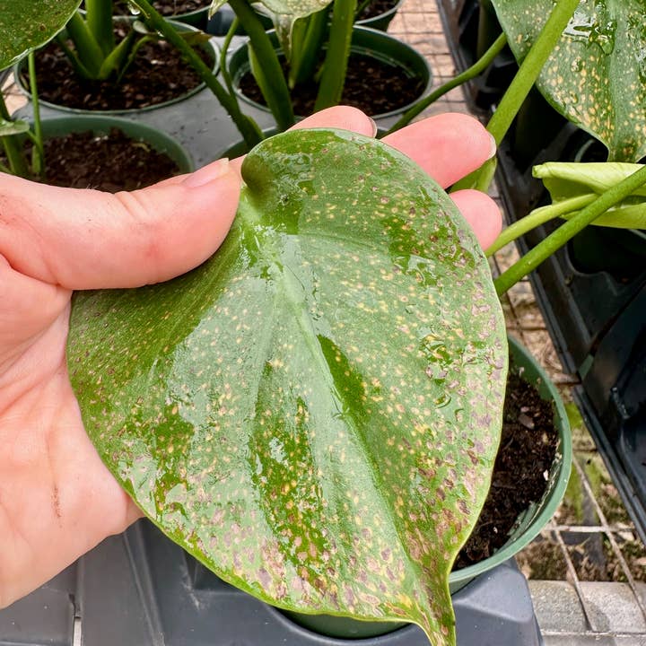 Hidden Valley Ranch & Nursery Inc - Wholesale Live Plant - 6" Monstera Deliciosa **Please see description**3