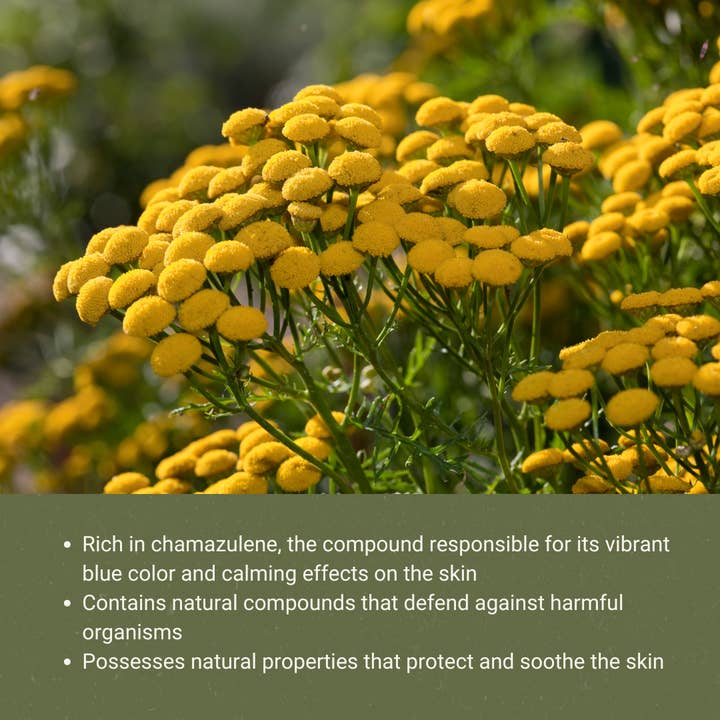 Nature Packaged - Wholesale Essential oil - Organic Blue Tansy EO - 100% Pure- Farm-Direct Sourcing1