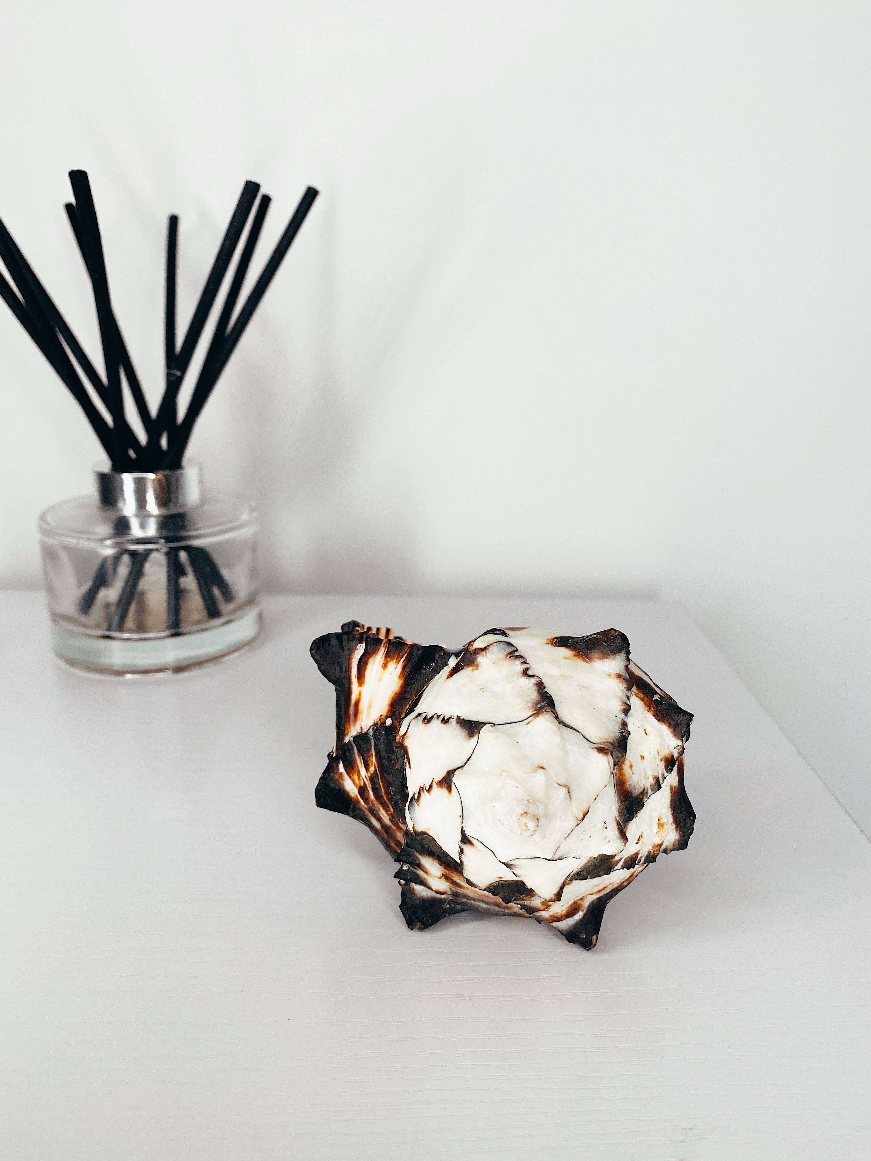 Jasmine Alice Home - Vente Bougies originales - Grande bougie en coquille de murex noir1