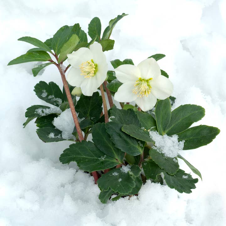 Oasis of Life - Wholesale Live Plant - Helleborus niger 'Christmas Carol' β 48 plants β Christmas roses winter bloomer β Evergreen & hardy perennials with white flowers β For garden, bed & container planting3