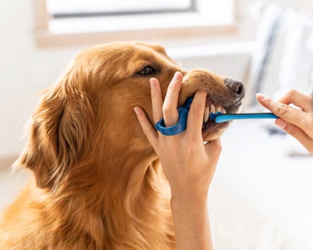 Keen Products Inc. - Vente Produit de toilettage – chien - L'aide à la brosse à dents PawReady BiteBlock permet d'accéder aux dents des animaux8