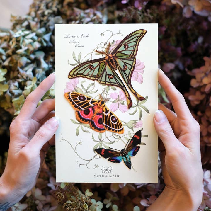 Moth and Myth – Recortes por atacado – Conjunto de mariposa da lua espanhola 'Jade'