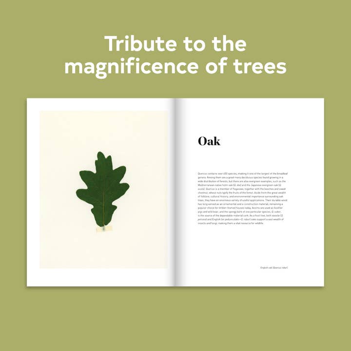 Chronicle Books - Wholesale Nature & Outdoors - Forest3