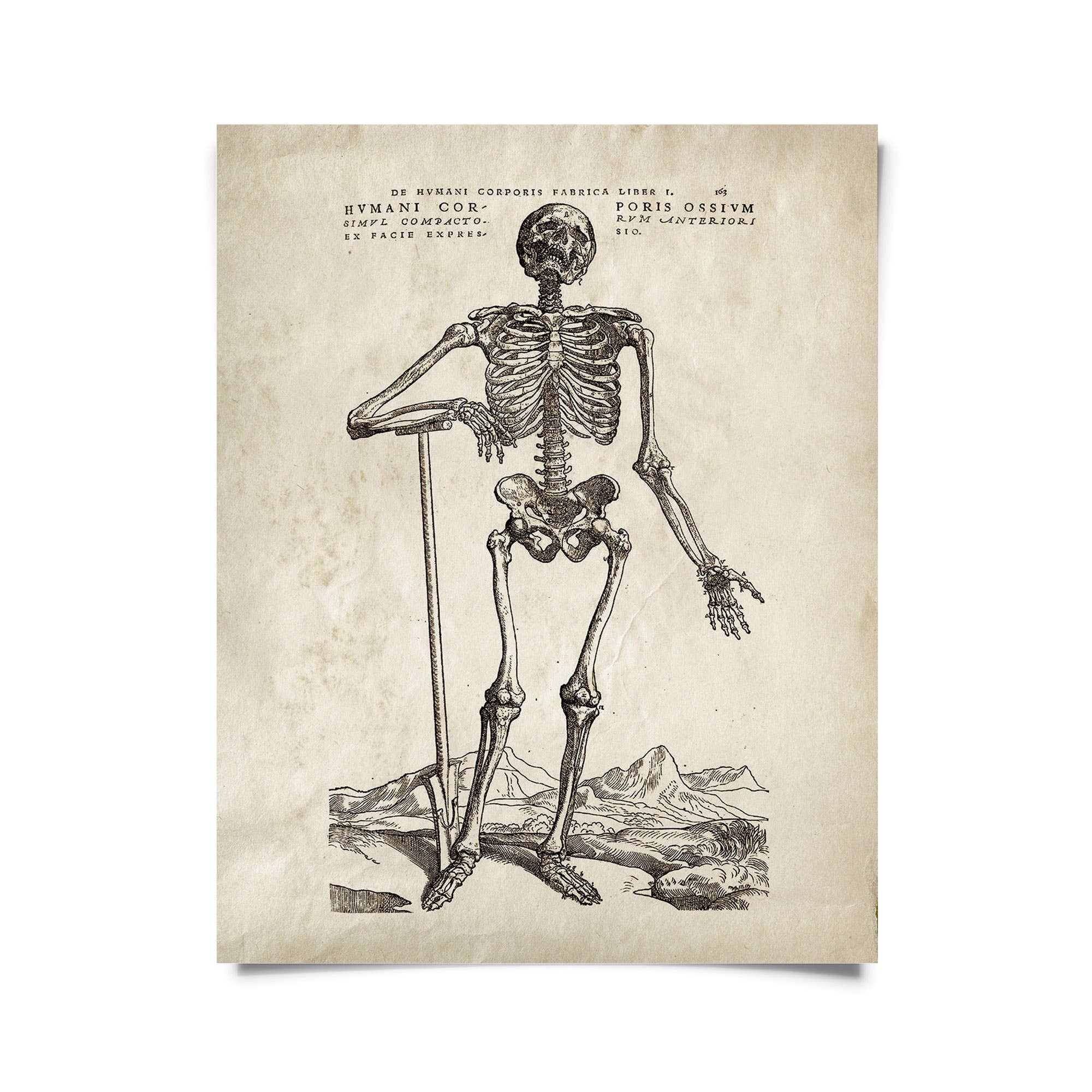 Curious Prints - Wholesale Art Print - Vintage Anatomy Skeleton Standing Print w/ optional frame