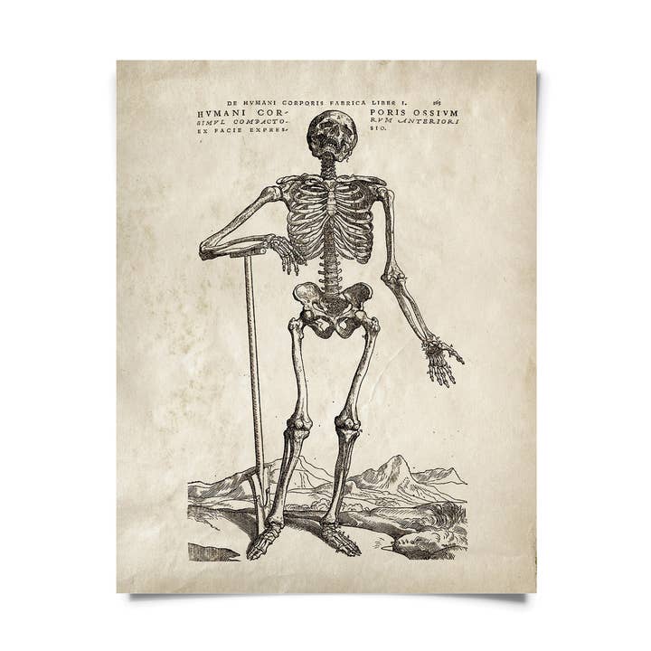 Impression debout Anatomie Anatomie vintage avec cadre en option pour la vente par Curious Prints