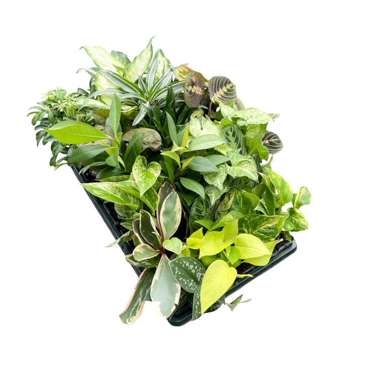 Thorsen's Greenhouse - Wholesale Live Plant - Grower's Choice Premium Houseplant Assortment - 3" Plants