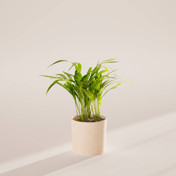 Lively Root - Wholesale Live Plant - Areca Palm Indoor Tree46