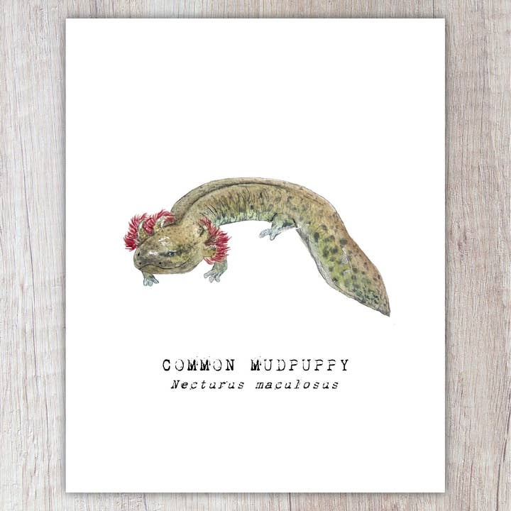 Brush & Bark - Wholesale Everyday Greeting Card - Common Mudpuppy A2 Card