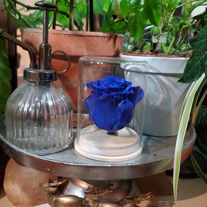 Rose éternelle sous cloche et autres tendances Résultats pour rose stabilisée en vente B2B. Retours gratuits et paiement à 60 jours sur Faire sur Faire.