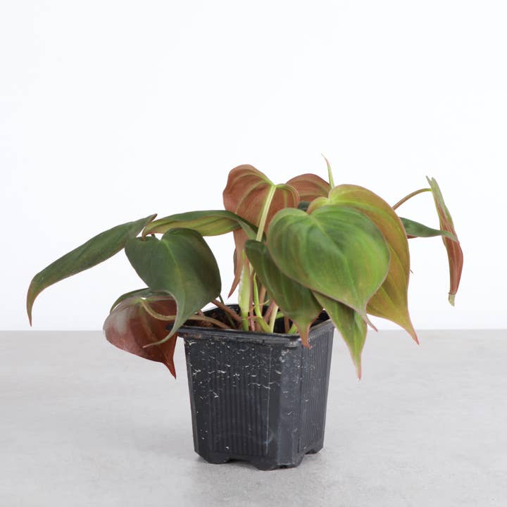 Thorsen's Greenhouse - Wholesale Live Plant - Philodendron Micans - Live Plant