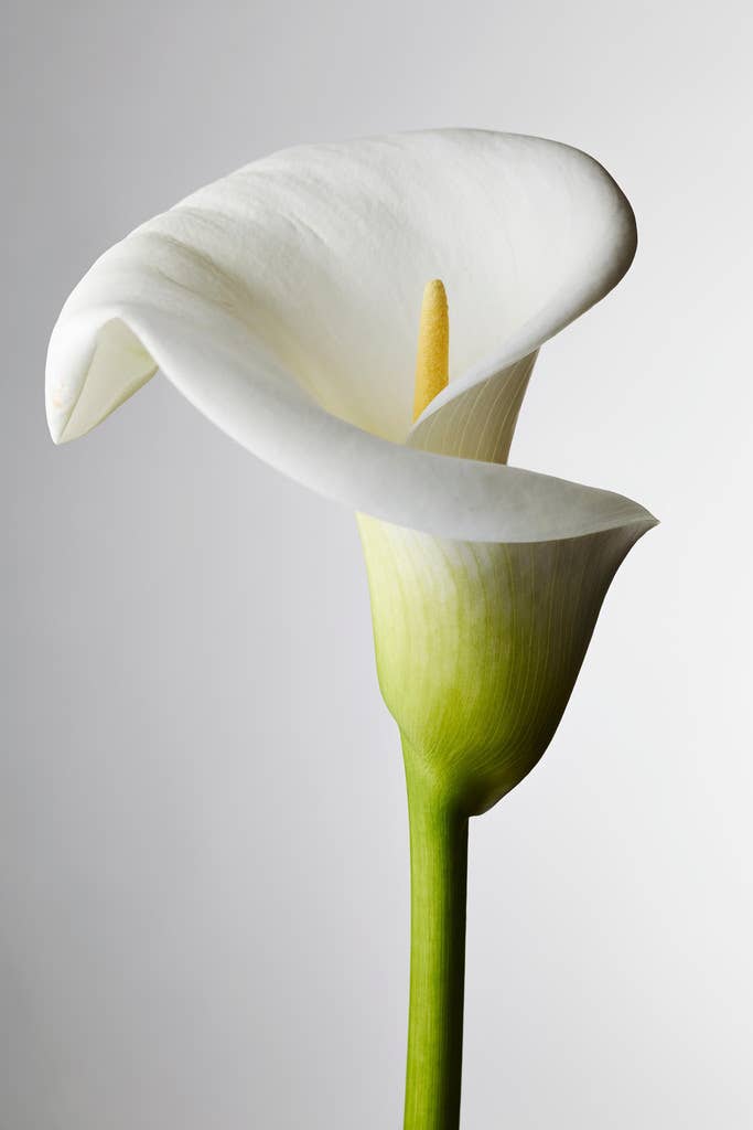 Multi Color Calla Lily with Stamen Visible Close Up Photo Photograph Wall Art for wholesale on Faire0
