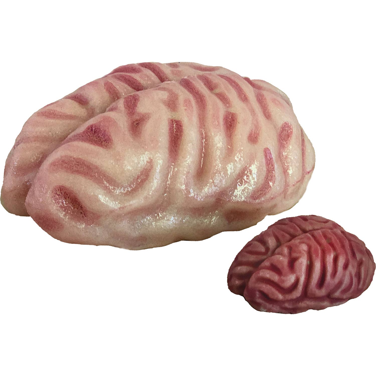 Copernicus Toys - Wholesale Classic Toy - Kids - Grow a Brain | 
Anatomy Model Polymer Brain Science Kit3