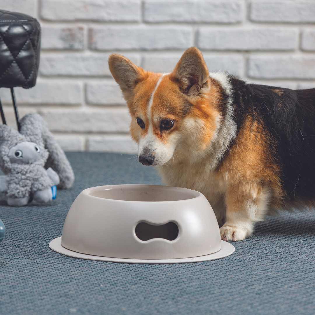 United Pets - Venta al por mayor Comedero - Gatos y perros - Cuenco ecológico indestructible para gatos y perros - Talla L1