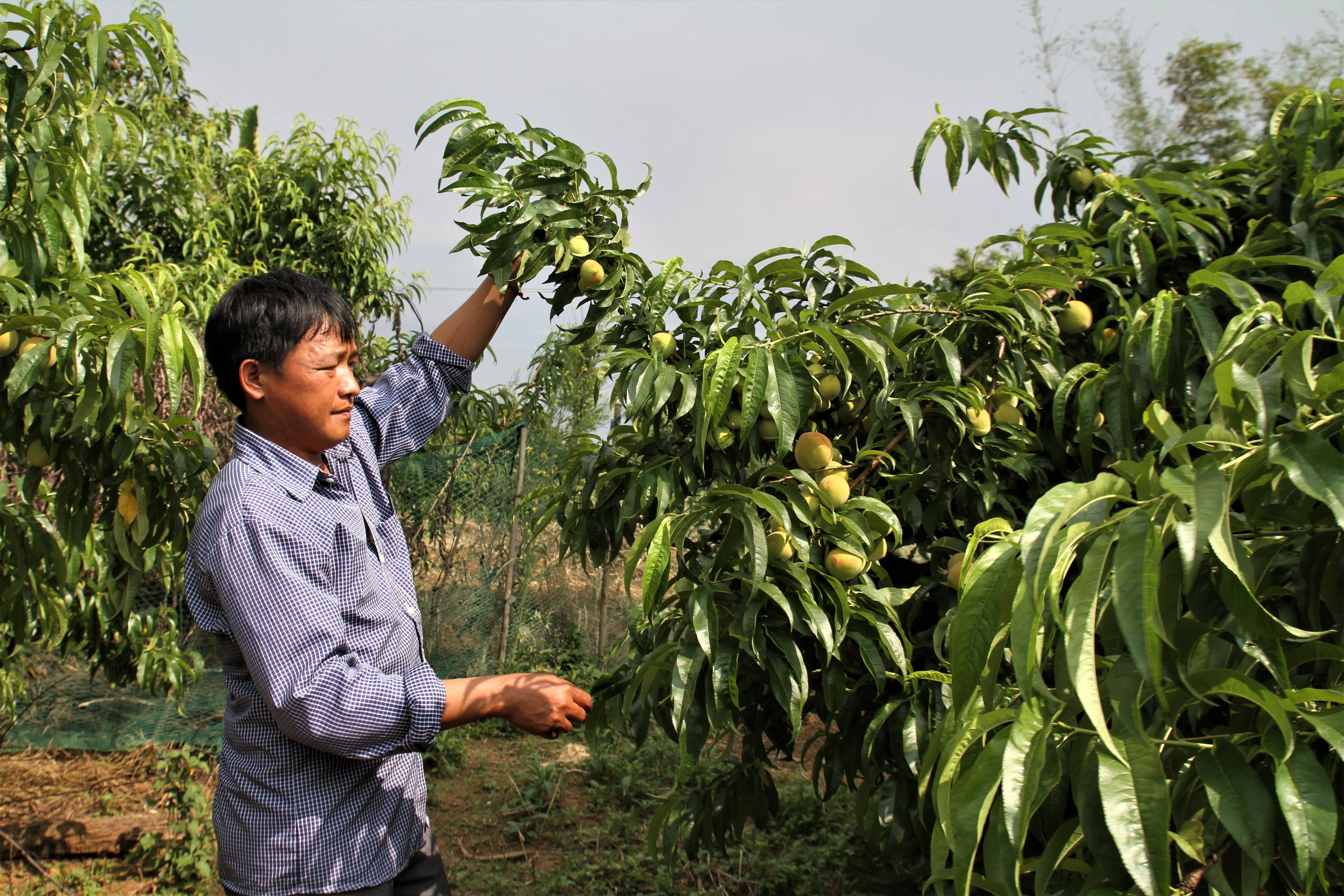 OhFresh Brands - Wholesale Fruit Juice - OhFresh Juice Peach 500 ml (12pk)2