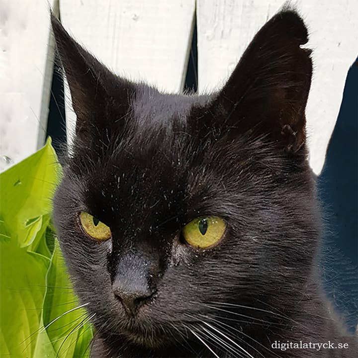 Swedish Dishcloth - Black Cat - Viggo for wholesale by Scandinavian Specialties