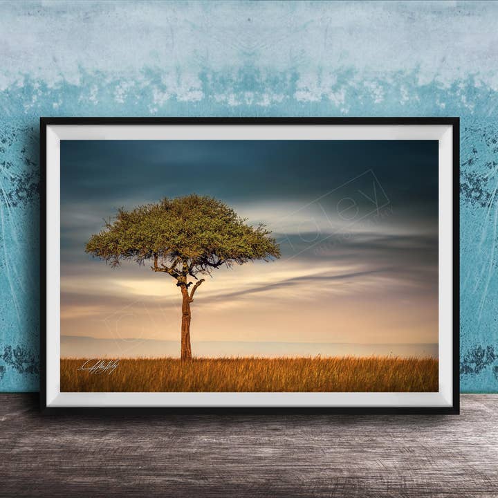 Umbrella Thorn Acacia - Kenyan Safari Print for wholesale by Clifton Haley Photography