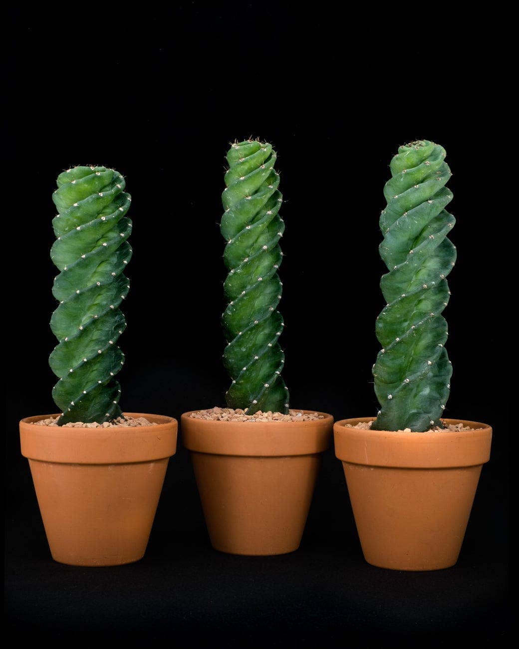 Tula House - Wholesale Live Plant - Cereus forbesii 'spiralis'2