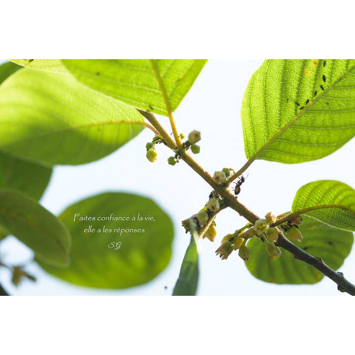 Fiducia per la vendita all'ingrosso da parte di L'Ecriture D'Un Regard