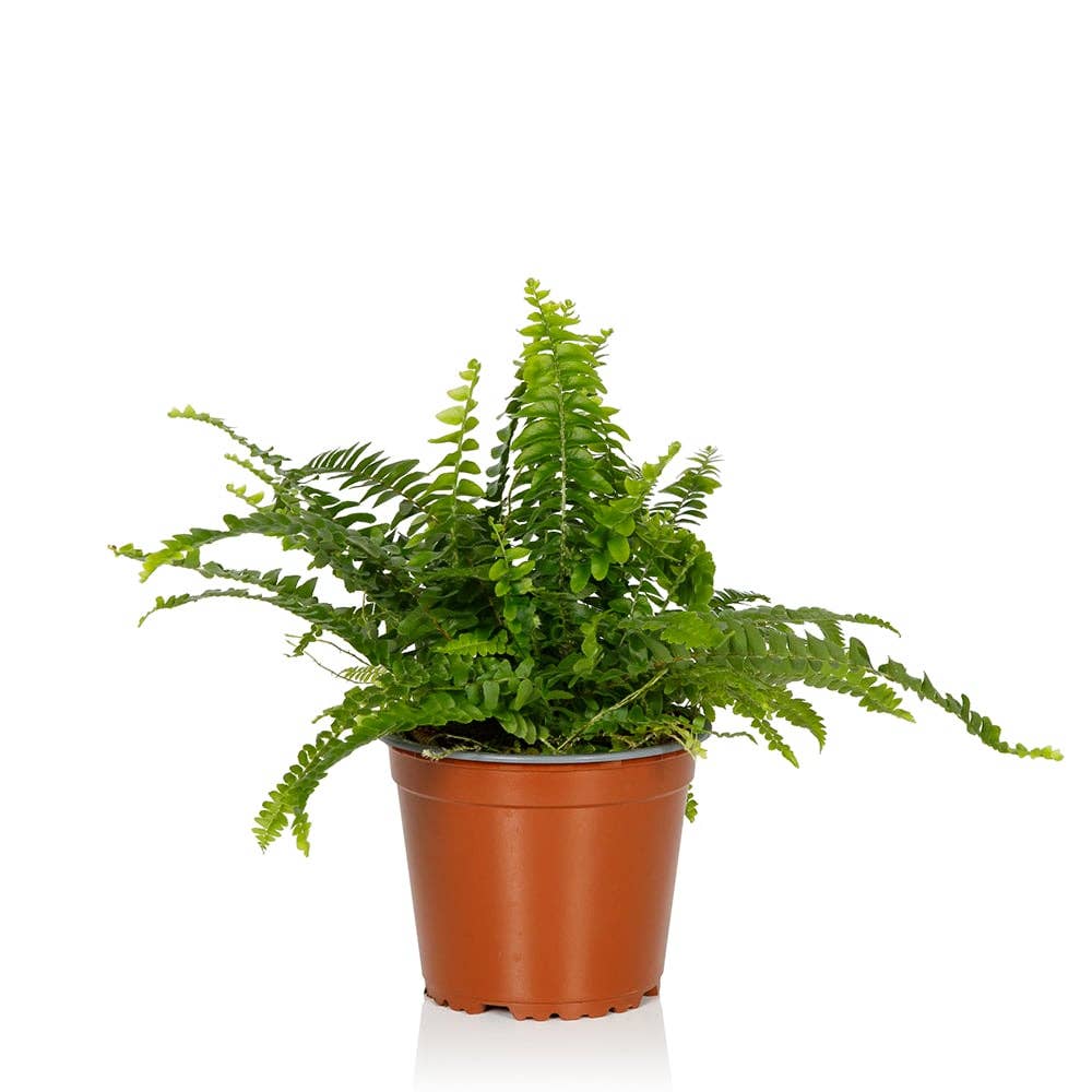 The Little Botanical – wholesale Live plant – British Grown Boston Fern1