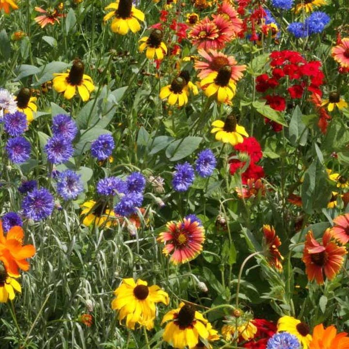 Sow True Seed - Wholesale Plant Seeds - Flower Seed Mix - Southeast Native