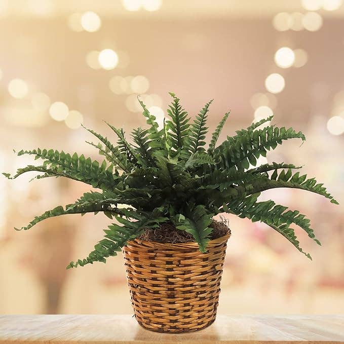 Larksilk – Engroshandel Kunstig plante – Boston Bregne Kunstig Plante UV-resistent Indendørs/Udendørs 33