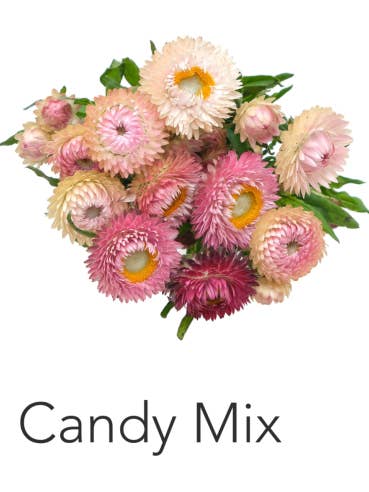 Strawflower Pink Candy Mix 70 stems 60cm for wholesale by Florasource