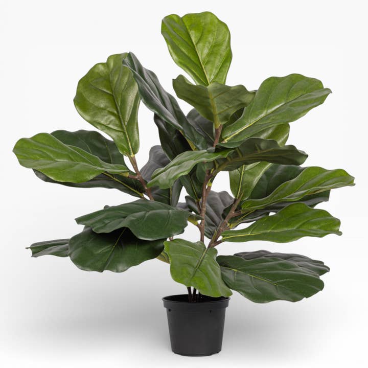 15" Fiddle Leaf Fig Potted Plant PP1064 for wholesale by Replica Plants and Decor