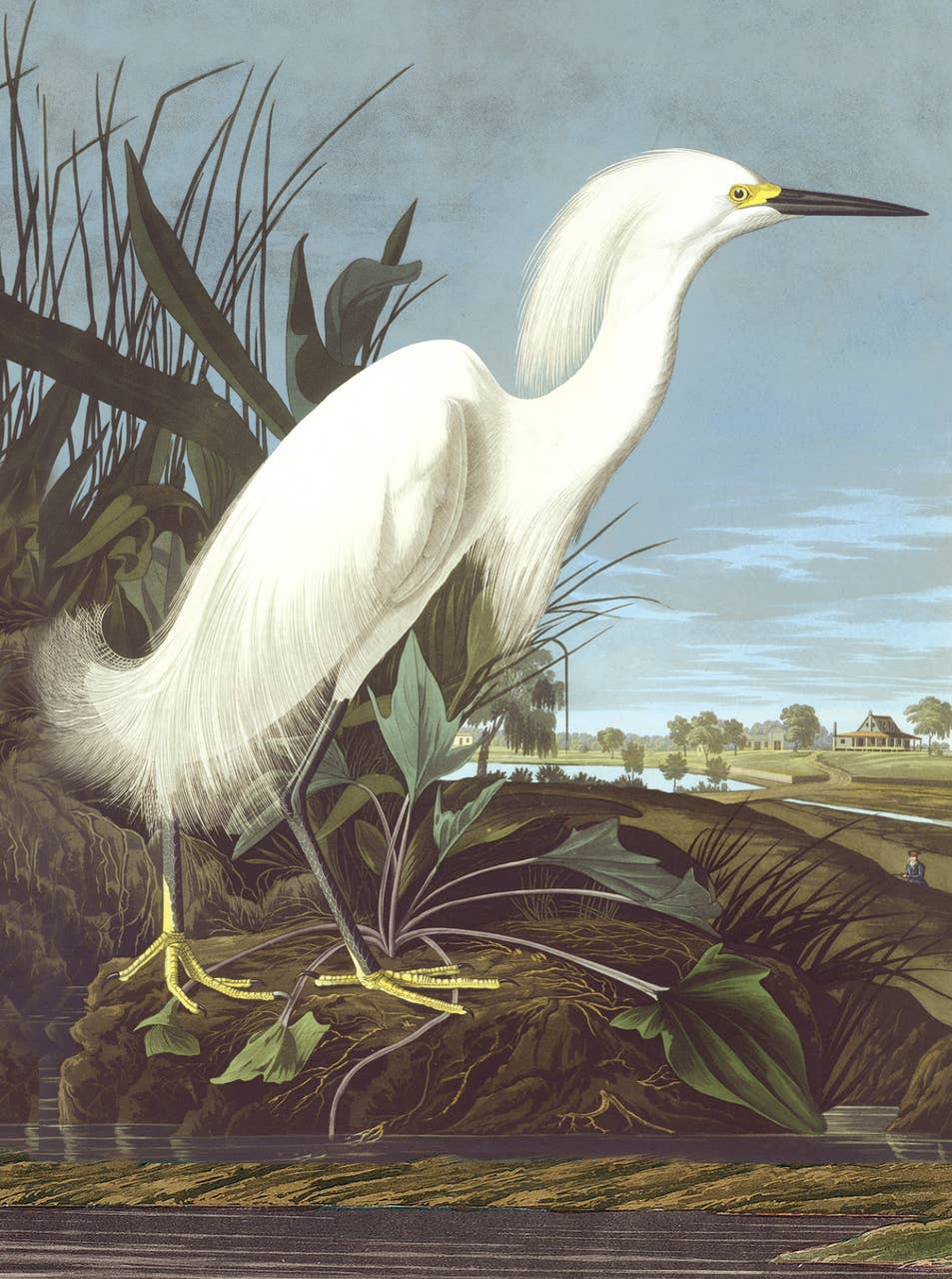 Nelson Line - Venta al por mayor Conjunto de papelería y tarjetas - Juego de tarjetas de notas Audubon Water Birds, NLNW05 2