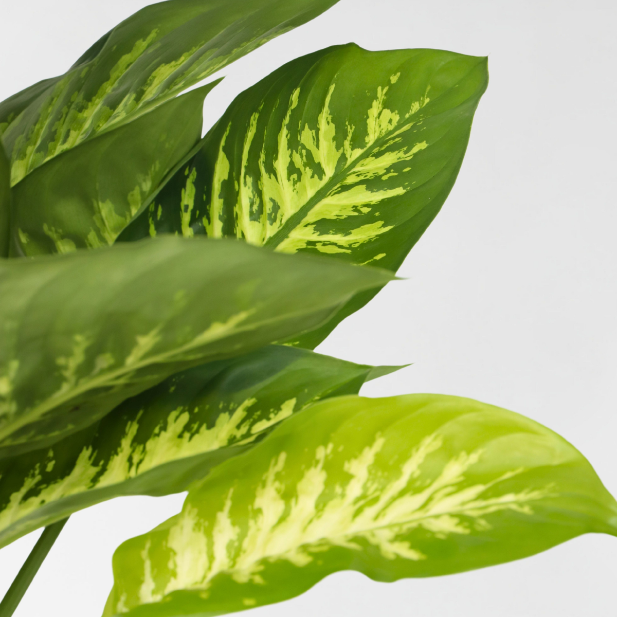 Oasis of Life - Wholesale Live Plant - Dieffenbachia 'Tropic' – Arum Houseplant – Height 70–80cm – Ø24cm – Tropical Green Plant with Patterned Leaves – Air-Purifying & Easy to Care for – For Living Room & Office4