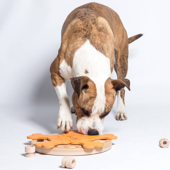 Carousel of Bones - intelligent dog game for wholesale by My Intelligent Dogs