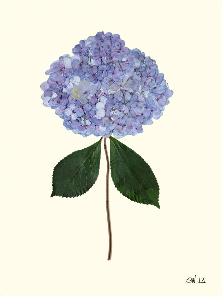 Améthyste Hortensia Pressé IX - Impression d'Art Botanique Encadrée pour la vente par Homegrown Art Co