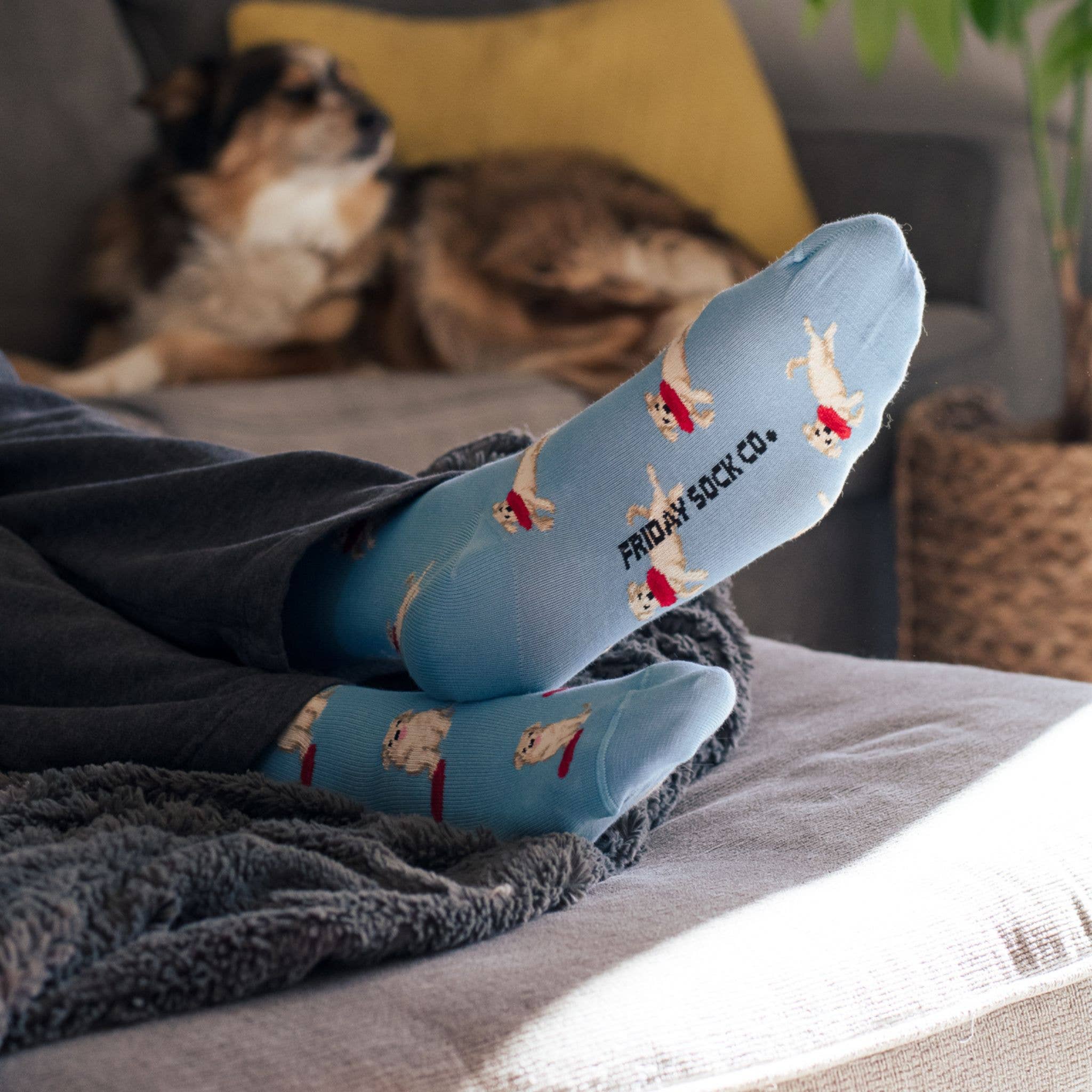 Friday Sock Co. - Vendita all'ingrosso Calzini - Uomo - Calzini da uomo con cani e frisbee2