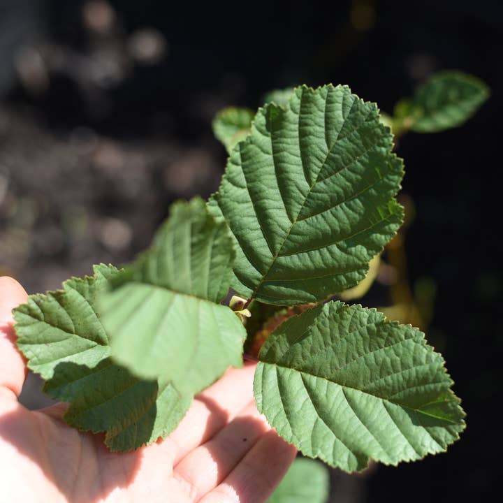 Beebombs - Wholesale Plant seeds - Treebombs Gift Pack5