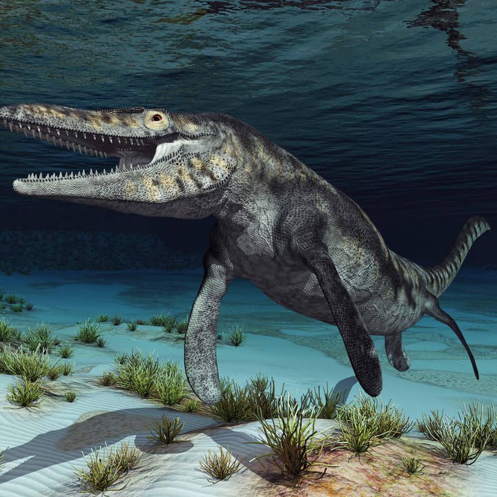 Lapidary Central - Wholesale Decorative Tabletop Object - Fossil Mosasaur Tooth Display Specimen! Fossil Dinosaur Teeth!6