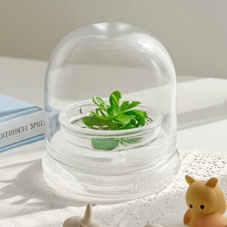 Pinguicula esseriana - Grassette mexicaine : un terrarium de plante carnivore unique pour les passionnés pour la vente par bloomify