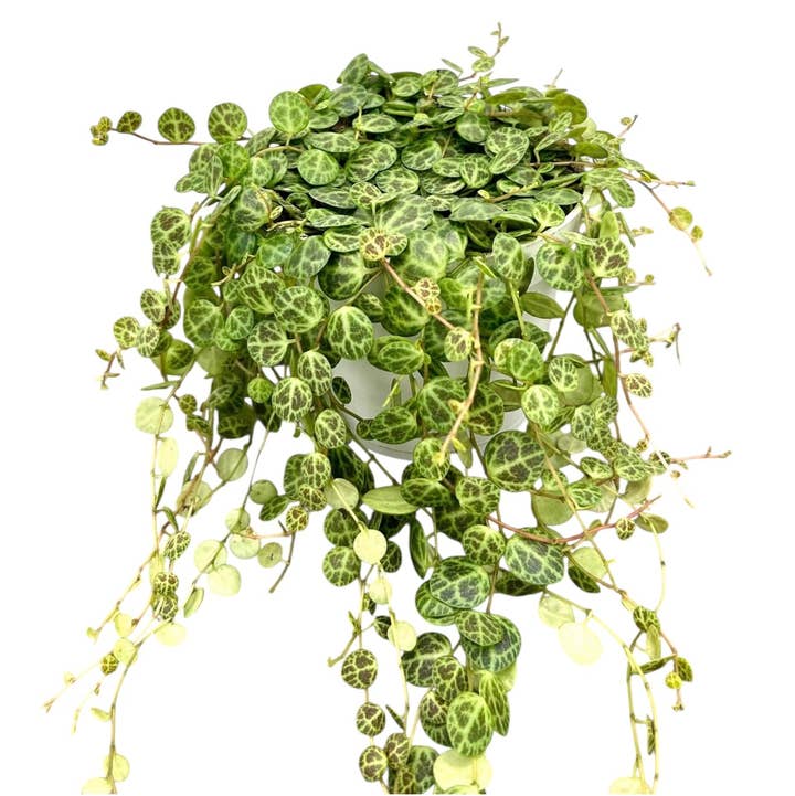 Plant Vault - Wholesale Live Plant - String of Turtles1