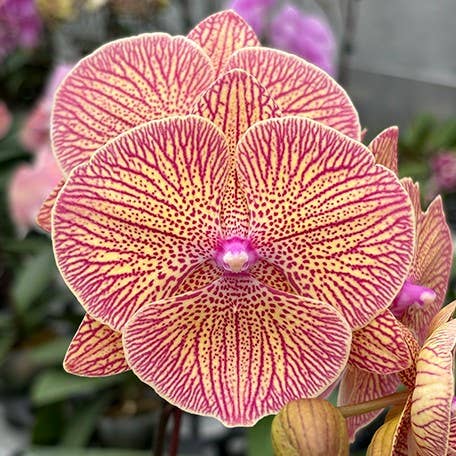 Phalaenopsis Sogo Very Maple 2.5" | Rare Houseplant for wholesale by OrchidBox