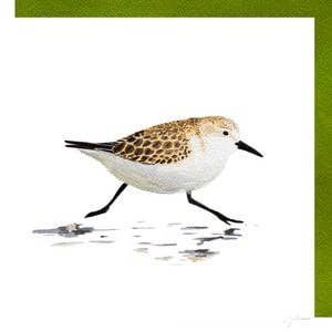 Sidedish Cards – wholesale Vardagliga hälsningskort – Snäppa0