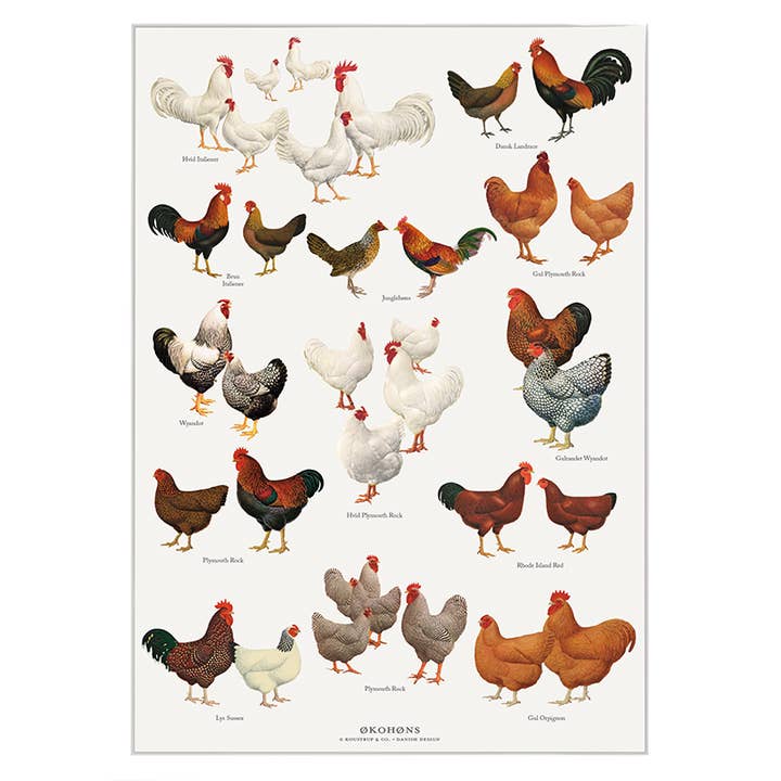 Koustrupco - Wholesale Poster - Poster A4 Chicken1