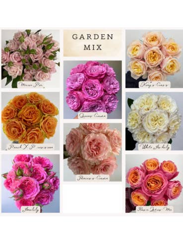 Garden Rose Mixed Box 108 Stems for wholesale by Florasource