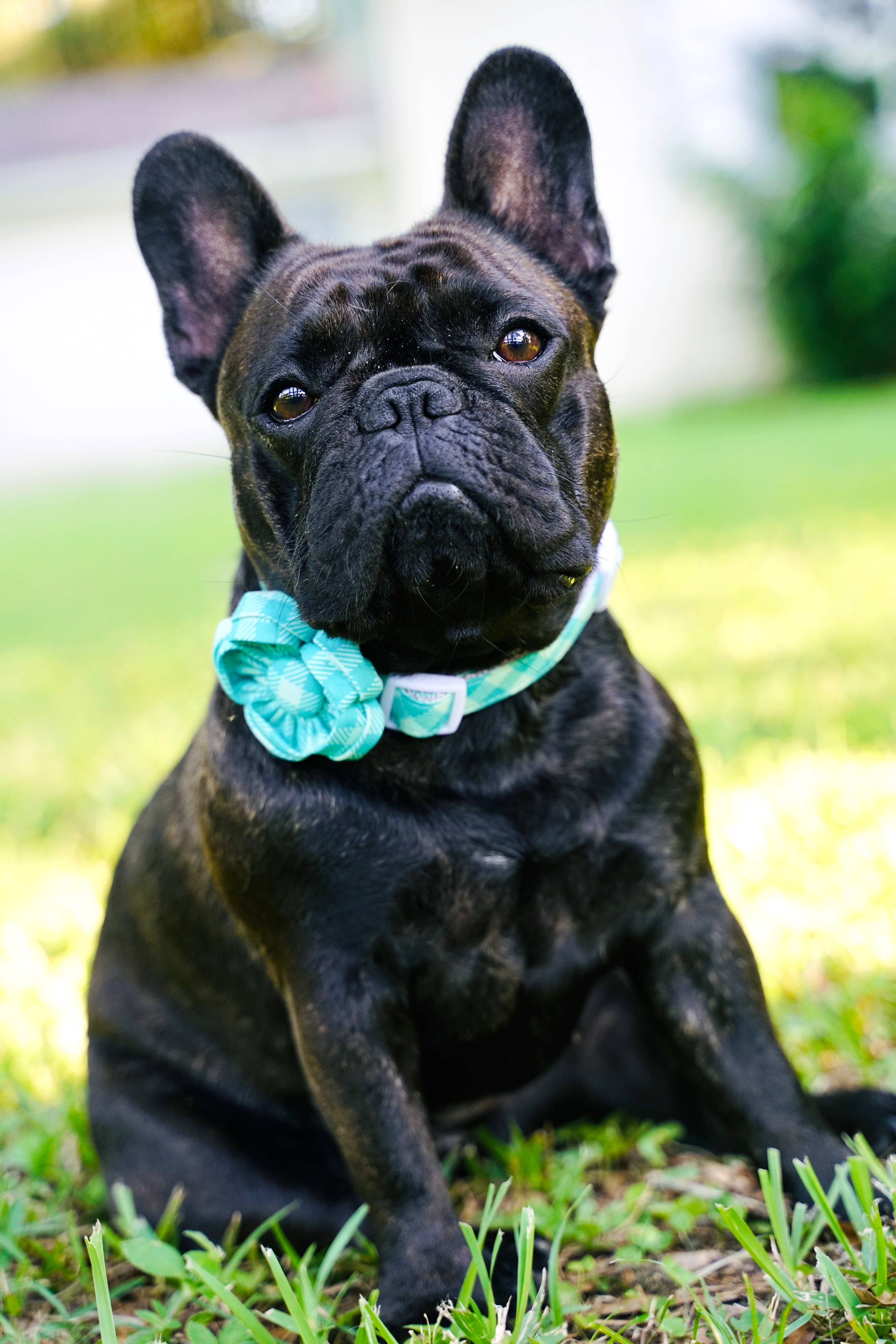 Dusidog – Großhandel Haustierhalsband – Hund – Mintgrüne Gingham-Haustierblume — The Mint to Be3