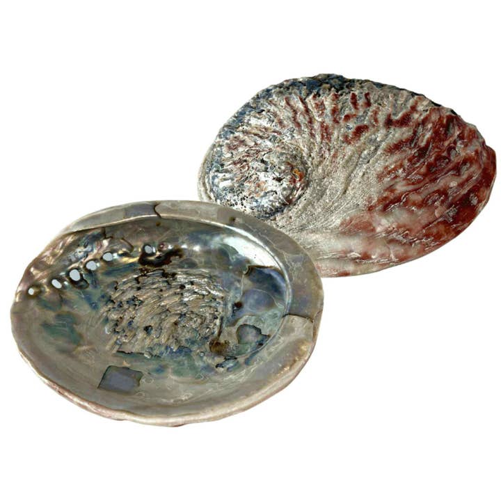 Down To Earth - Wholesale Smudge Plate - One Sided Polished Abalone Smudging Shell