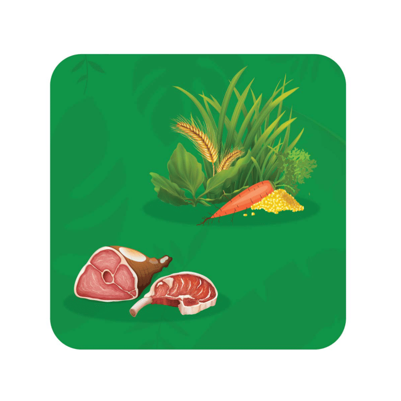 Lyeto Toys – wholesale Card game – Guess in 10 (Junior) - Animais do Mundo3