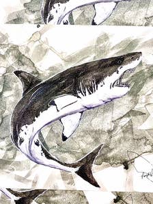 Great White Shark print for wholesale by Silver Pick Studios