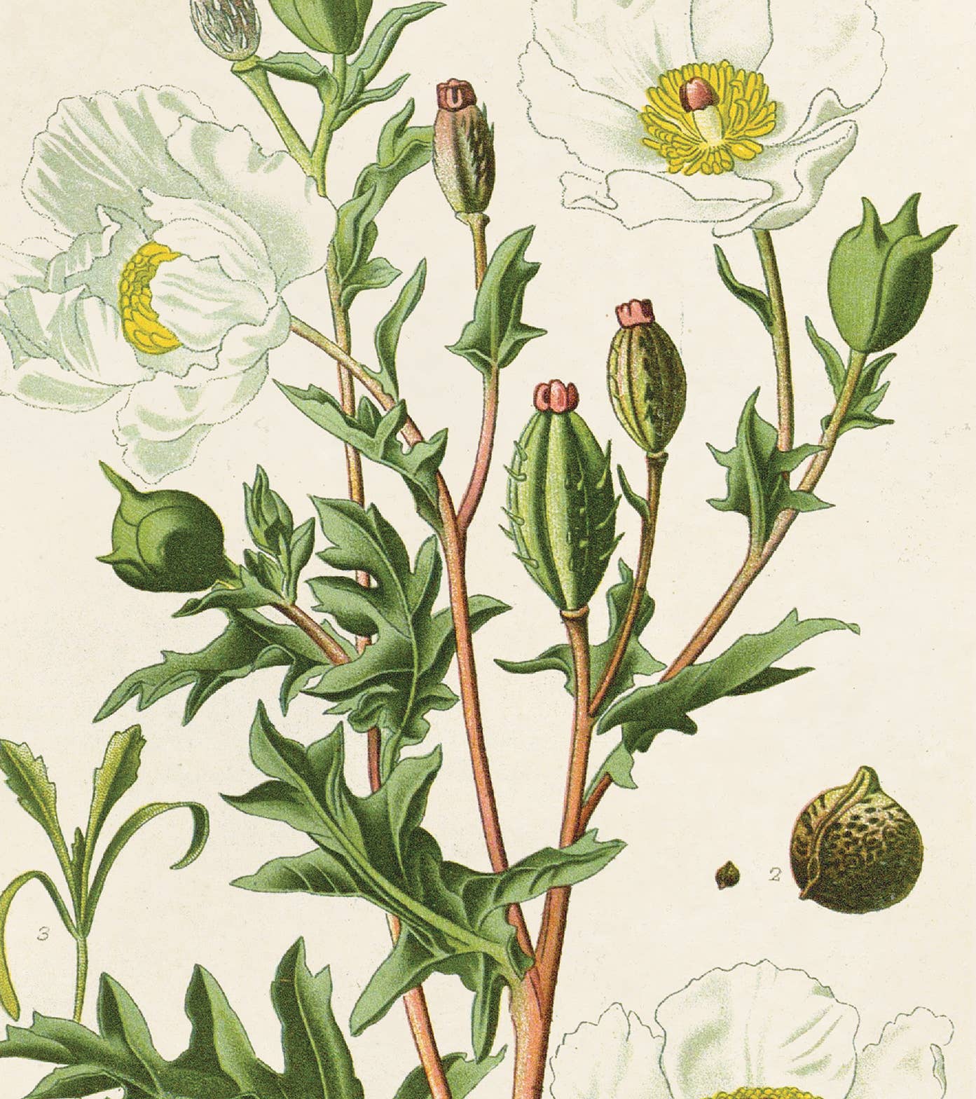 Curious Prints - Wholesale Art Print - Vintage Botanical Mexican Poppy Print w/ optional frame3